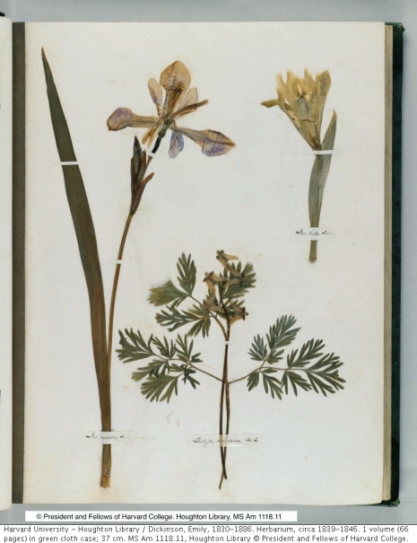 Dickinson herb 2