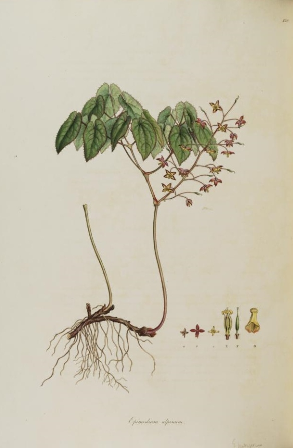 Vol. 02[1], t.150: Epimedium alpinum