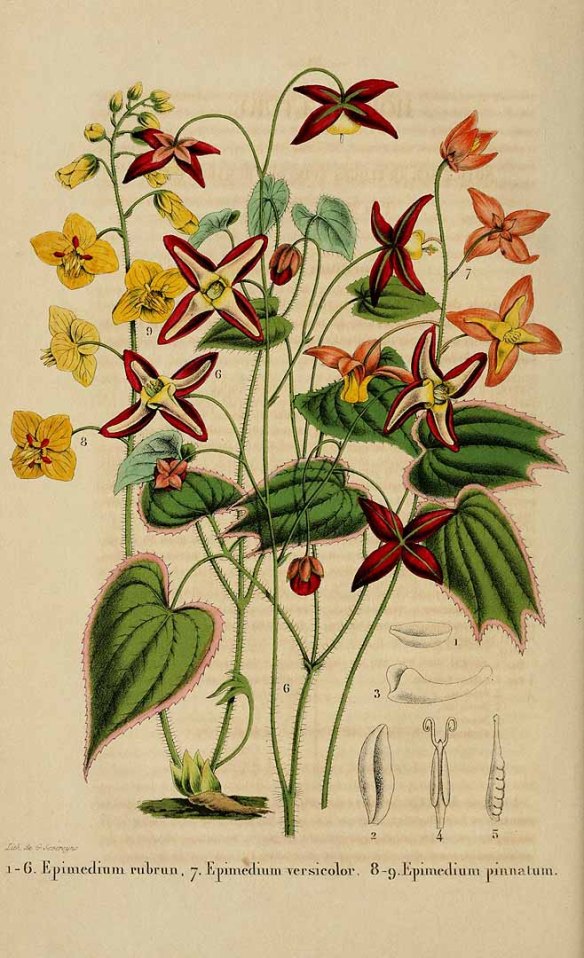 E rubrum versicolor pinnatum 1854