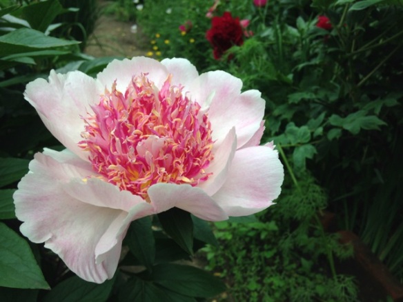 bridal icing herbaceous peony