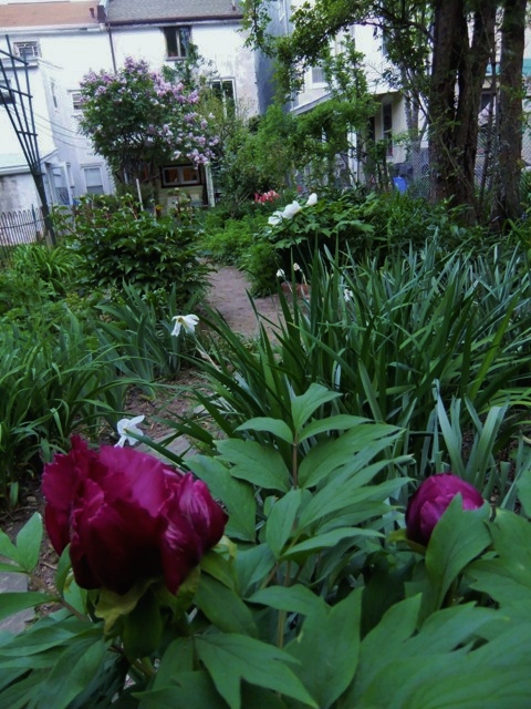 Janes garden with peony