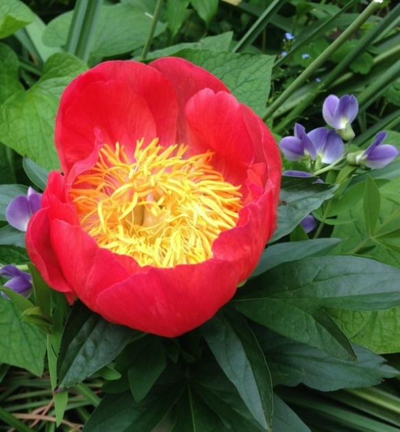 Janes herbaceous peony