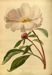 p. lactiflora 1805
