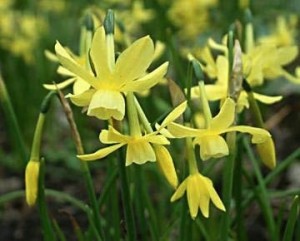 Narcissus 'Hawera' (2)